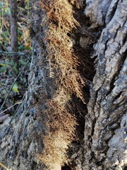 Toxicodendron radicans