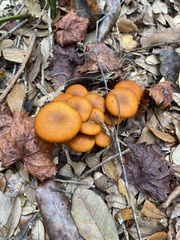 Omphalotus subilludens