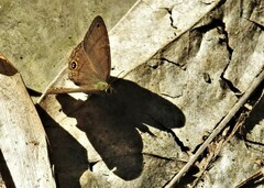 Cissia