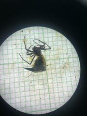 Micrathena pungens
