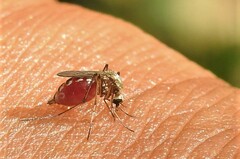 Aedes scapularis