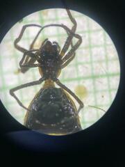Micrathena pungens