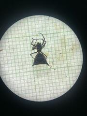 Micrathena pungens