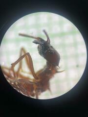 Anochetus