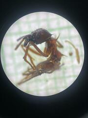 Anochetus
