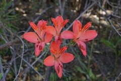 Alstroemeria ligtu ligtu