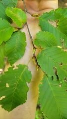 Carpinus