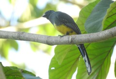 Trogon melanocephalus
