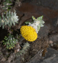 Lasiocephalus ovatus