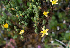 Hypericum lancioides