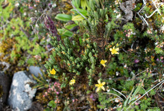 Hypericum lancioides