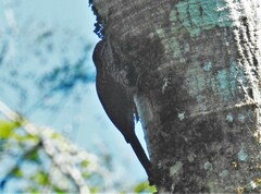 Xiphorhynchus flavigaster