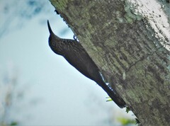 Xiphorhynchus flavigaster