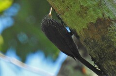 Xiphorhynchus flavigaster