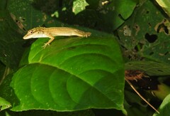 Anolis unilobatus