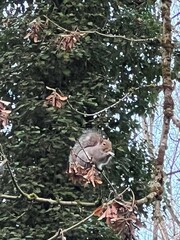 Sciurus carolinensis