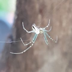 Leucauge dromedaria