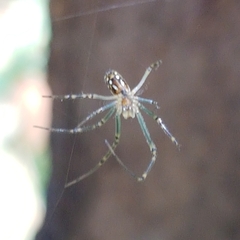 Leucauge dromedaria