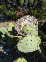 Phyllosticta concava