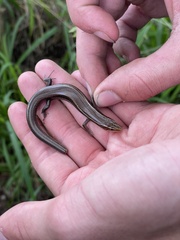 Plestiodon tetragrammus