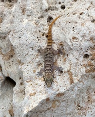 Phyllodactylus julieni