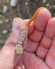 Phyllodactylus julieni