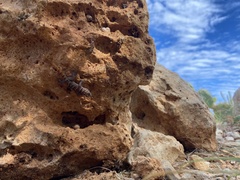 Phyllodactylus julieni