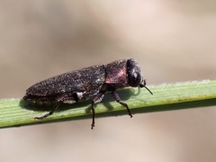 Diphucrania