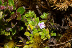 Clinopodium nubigenum