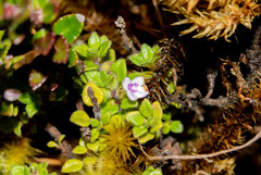 Clinopodium nubigenum