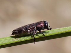 Diphucrania