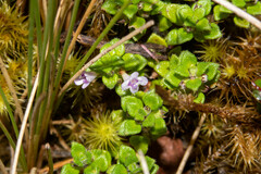 Clinopodium nubigenum