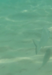 Acanthopagrus australis