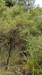 Leptospermum scoparium
