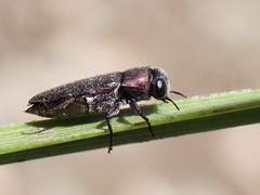 Diphucrania