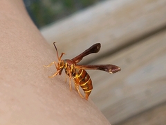 Vitacea polistiformis