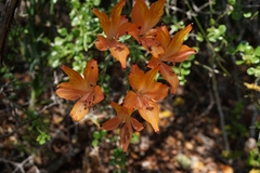 Alstroemeria ligtu
