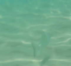 Acanthopagrus australis