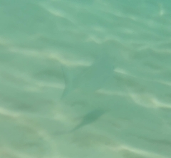 Acanthopagrus australis