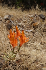 Alstroemeria ligtu
