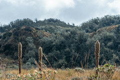 Puya clava-herculis