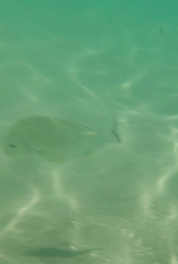 Acanthopagrus australis