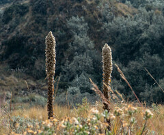 Puya clava-herculis