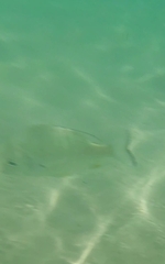 Acanthopagrus australis