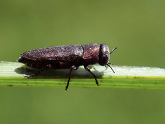 Diphucrania