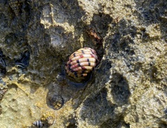 Nerita versicolor