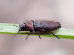 Diphucrania