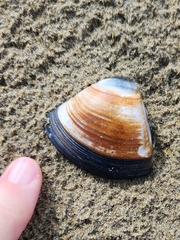 Crassula aequilatera