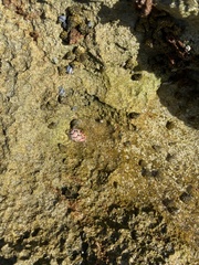Nerita versicolor