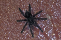 Avicularia purpurea